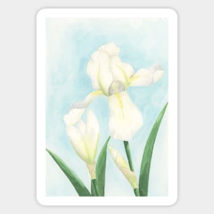 White Iris Sticker